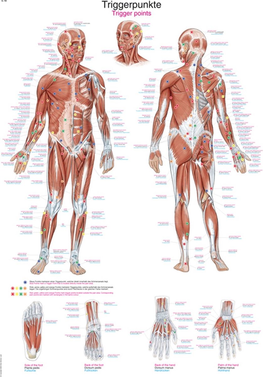 Het menselijk lichaam poster - Triggerpoints poster (Duits/Engels/Latijn, kunststof-folie, 70x100 cm)