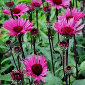 Echinacea purpurea 'Fatal Attraction' - Roze zonnehoed - Pot Ø 15 cm (1,5 liter)