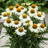 Echinacea purpurea 'White Meditation' - Witte zonnehoed - Pot Ø 15 cm (1,5 liter)