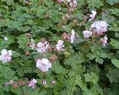 6 x Geranium cantabrigiense 'Cambridge' - OOIEVAARSBEK - pot 9 x 9 cm