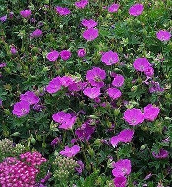 Foto: 6 x geranium dilys ooievaarsbek pot 9 x 9 cm