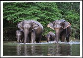 Poster van olifanten in een rivier - 40x50 cm