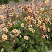 Geum rivale 'Mai Tai' - Knikkend nagelkruid - Pot Ø 17 cm (2 liter)
