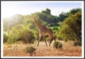 Poster van een giraffe in de savanne - 13x18 cm