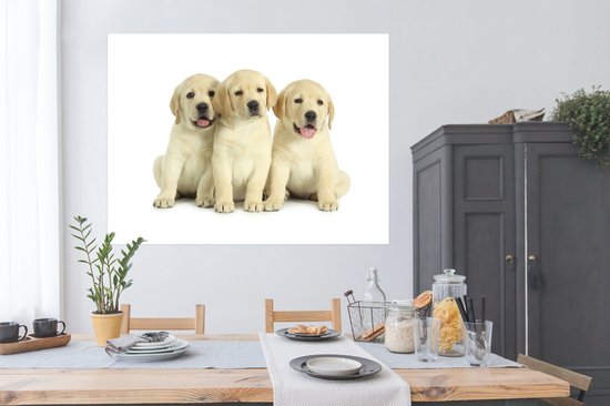 Trois adorables chiots Labrador Retriever Poster 160x120 cm - Tirage photo sur Poster (décoration murale salon / chambre) / Poster Animaux domestiques XXL / Groot format!