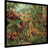 Fotolijst incl. Poster - Muscinae - Ernst Haeckel - Oude Meesters - 40x40 cm - Posterlijst