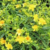 Hypericum kalmianum 'Gemo' - Hertshooi - Pot Ø 14 cm (1,5 liter)