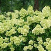 Hydrangea paniculata 'Little Lime' - Pluimhortensia - Pot Ø 26 cm (7,5 liter)