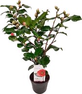 Japanse roos - Camellia japonica Dr. King - ↑60cm - Ø15cm