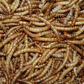 Gedroogde meelwormen 400 gr (Eigen kweek)