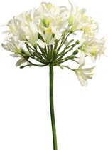 Agapanthus - Wit - 80cm