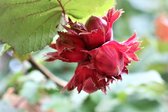 Corylus avellana 'Rode Zellernoot' - Hazelnoot - Rode hazelnoot - hoogte 60/70cm