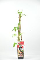 Frambozen planten mix - Fruitplanten mix van 3 frambozen - Frambozen rood/geel - Hoogte 60/70cm