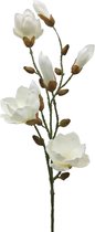 Magnolia met bloemenknop - Wit  - 85cm