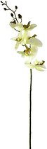 Orchidee - Zachtgroen - 85cm