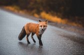 Nieuwsgierige Vos op Puzzel - Moeilijke Puzzel 1000 stukjes | Vos - Natuur - Dieren Puzzel