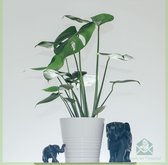 Monstera deliciosa - kamerplanten - gatenplant - swiss cheese plant - pot 13 cm - hoogte 40 cm