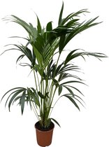Howea Forsteriana - Kentia Palm - 160 - 180cm - Grote Kamerplant