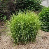 Miscanthus sinensis 'Zebrinus' - Prachtriet - Pot 17 cm (2 liter)