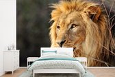 Papier peint photo peint photo Lion - nieuw - Lion regarde sa proie fotobehang vinyle largeur 330 cm x hauteur 220 cm - Impression photo sur papier peint vinyle (existe en 7 tailles) - chambre/salon/bureau