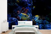 Behang - Fotobehang Aquariumvissen in een aquarium in Singapore. - Breedte 360 cm x hoogte 240 cm