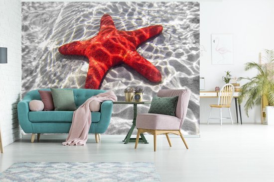 Papier peint Papier peint photo en vinyle - Une étoile de mer rouge est visible sous l'eau largeur 350 cm x hauteur 260 cm - Tirage photo sur papier peint (disponible en 7 tailles) / Mer et plage