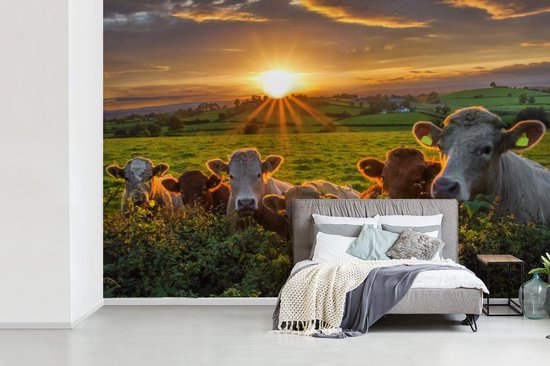 Papier peint photo peint vinyle - Coucher de soleil sur un troupeau de vaches largeur 390 cm x hauteur 260 cm - Tirage photo sur papier peint (disponible en 7 tailles)