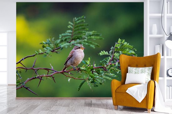 Vogel sur une branche dans la forêt 400x300 cm