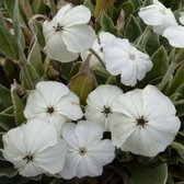 6x Lychnis coronaria ‘Alba’ - Prikneus - Pot 9x9 cm