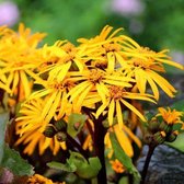 6x Ligularia dentata - Grijsaard - Pot 9x9 cm