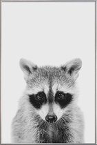 JUNIQE - Poster met kunststof lijst Raccoon Classic -13x18 /Wit &