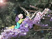 Vlinder Poetsen - ansichtkaart zonder envelop - natuur - vlinder - bloemen