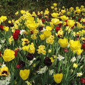 Bloembollen mix 'Bright and Bold Blooms' - tulpen en narcissen - 6 soorten - 54 bollen