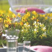 Narcissen mix 'Dwarf Bulbs for Borders and Bowls' - 6 soorten narcissen - 60 bollen