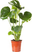Monstera Deliciosa - Gatenplant - Kamerplant - P.21cm - H.80cm