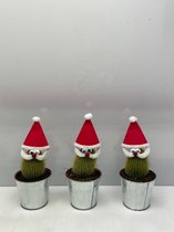 Cactus24- Cactus Kerstman- 3 stuks- Zinken pot- 8.5cmØ- kerst