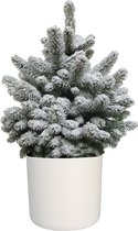Kerstboom Picea Sneeuw in ELHO b.for soft rond sierpot (wit) ↨ 75cm - hoge kwaliteit planten