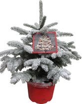 Kerstboom Picea sneeuw ↨ 85cm - hoge kwaliteit planten