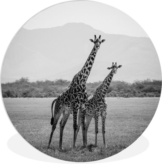 Deux girafes se tiennent dans un champ en noir et blanc Assiette en plastique cercle mural ⌀ 60 cm - impression photo sur cercle mural / cercle vivant (décoration murale)