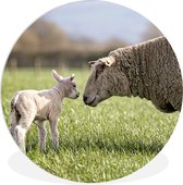 Mouton - Soleil - Herbe Aluminium XXL