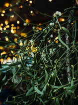 Mistletoe - Maretak - Grote bos - Kerst - Kerstdecoratie