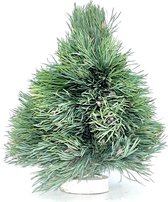 Echte Kerstboom Pinus - 30 cm - Handgemaakt - Vers - Kerst Decoratie - Kerstversiering