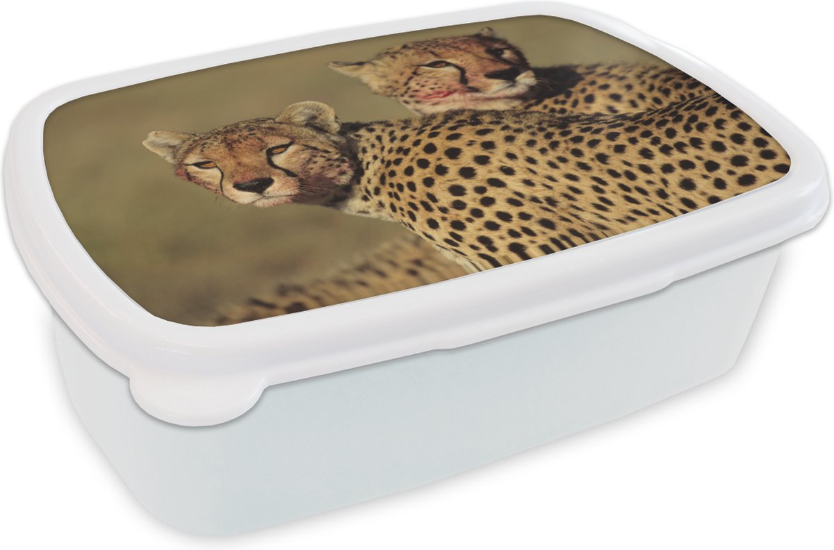 Broodtrommel Wit - Lunchbox - Brooddoos - Twee cheeta's op de savanne - 18x12x6 cm - Volwassenen