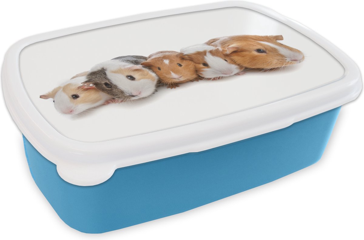 Broodtrommel Blauw - Lunchbox - Brooddoos - Vijf cavia's - 18x12x6 cm - Kinderen - Jongen