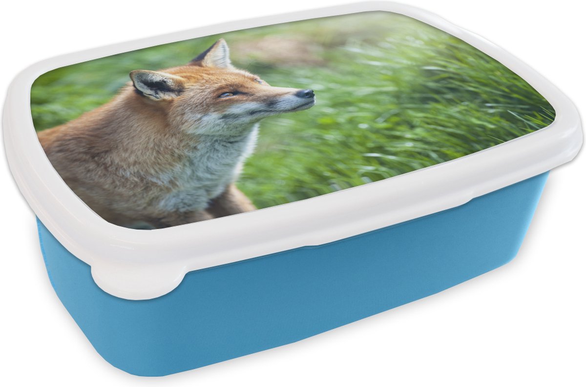 Broodtrommel Blauw - Lunchbox - Brooddoos - Dieren - Gras - Vos - 18x12x6 cm - Kinderen - Jongen