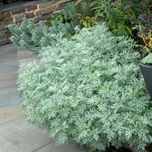 Artemisia 'Powis Castle' - Alsem - Planthoogte: 10 cm - Pot 17 cm (2 liter)