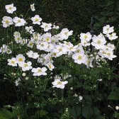 Anemone hybrida 'Honorine Jobert' - Anemoon - Pot 15 cm (1,5 liter)