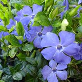 Vinca minor 'La Grave' - Maagdenpalm - Planthoogte: 5 cm - Pot 11 cm (1 liter)