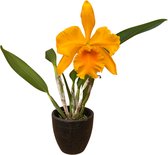 Cattleya Rlc. Haw Yuan Gold - Orchidee