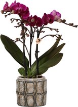 Kolibri Orchids | Paarse phalaenopsis orchidee in Industrial Chic sierpot - potmaat Ø9cm